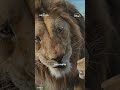 Mufasa: Il Re Leone | Disponibile su Disney+