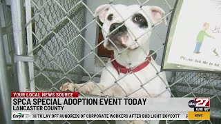 Four Pennsylvania Spcas Hold Special Adoption Event