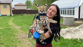 BOBCAT RUFUS WAS VERY SURPRISED TO SEE SERVAL / Mickey's First walk