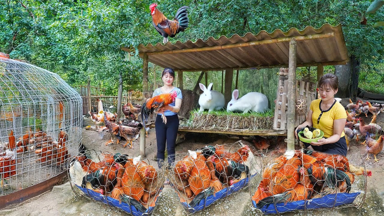 Harvesting Large Chickens on the Farm Goes to Market Sell, Clearing Weeds, Take Care of Fruit Trees