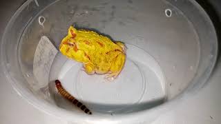 Pacman Frog Eating| Frog eating 2 superworms