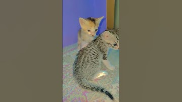 Thumbnail of 😻🎀 #song #coversong #bollywood #cat #bollywoodcoversongs #lovesongs #bolleywoodsong #cute #musiccove