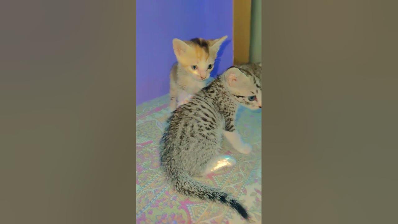 π»π #song #coversong #bollywood #cat #bollywoodcoversongs #lovesongs #bolleywoodsong #cute #musiccove π»π #song #coversong #bollywood #cat #bollywoodcoversongs #lovesongs #bolleywoodsong #cute #musiccove