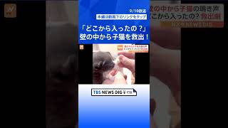 壁の中から子猫を救出！「どこから入ったんだろう…」小さな体 けがなく無事、里親見つかる｜TBS NEWS DIG #shorts