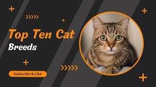 Top 10 Most Popular Cat Breeds In The World by Bts Army 💜 132 views 2 years ago 6 minutes, 56 seconds