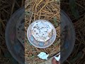 How to seeds germinate? | কিভাবে বীজ জার্মিনেশন করে? #farming #shorts