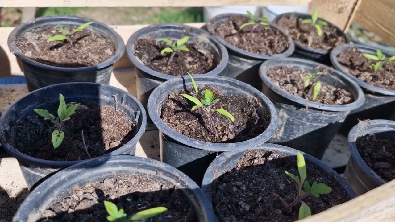 Samo 1 kapljicu dodajte u đubrivo kod prihrane rasada i sačuvajte ga od bolesti