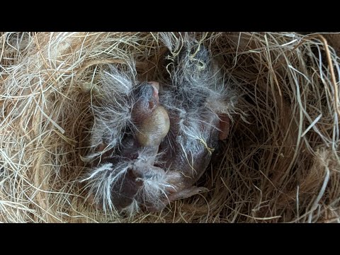 Agate Canary Breeding 20250713