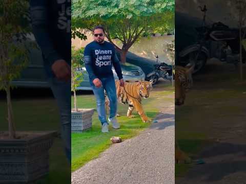 Tiger king And man #tiger #boxerdog #garmanshepherd #bulldog #smalldog #animals #animales