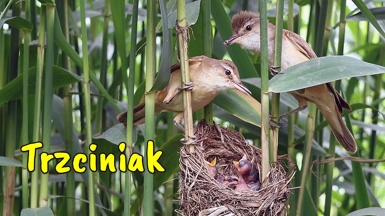 Trzciniaki Acrocephalus arundinaceus nad rzeką Wartą