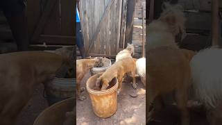 Giving a Rescue Dog a Second Chance at Happiness #animalrescue #rescuelove #rescuelife #dog