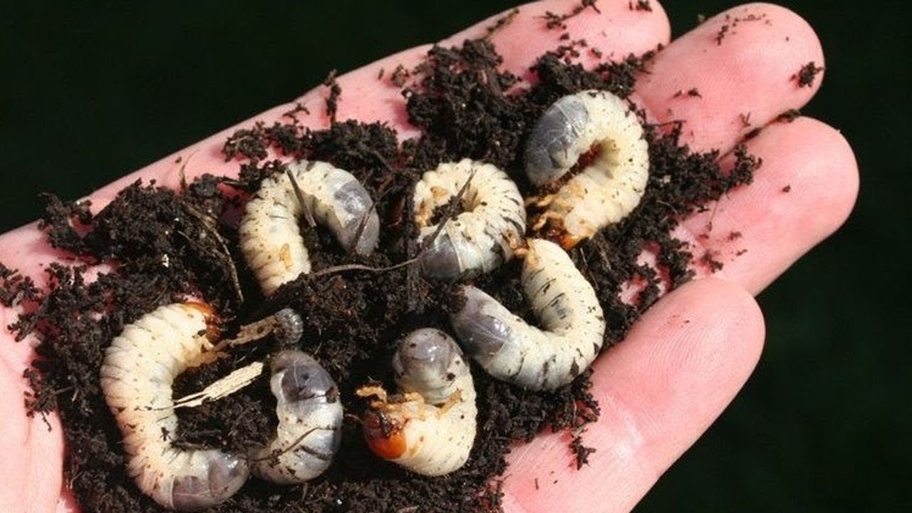 How to Control Grubs in Blueberries: Organic & Conventional Methods - YouTube