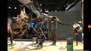 Dinosaurs (Text to Speech)