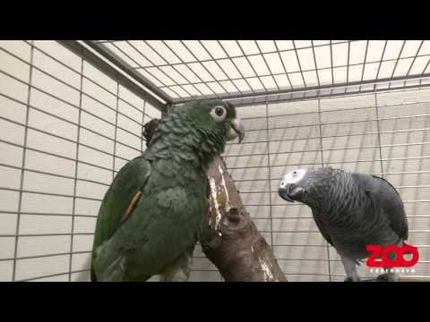 Video: Hvilken Papegøje Taler Bedst