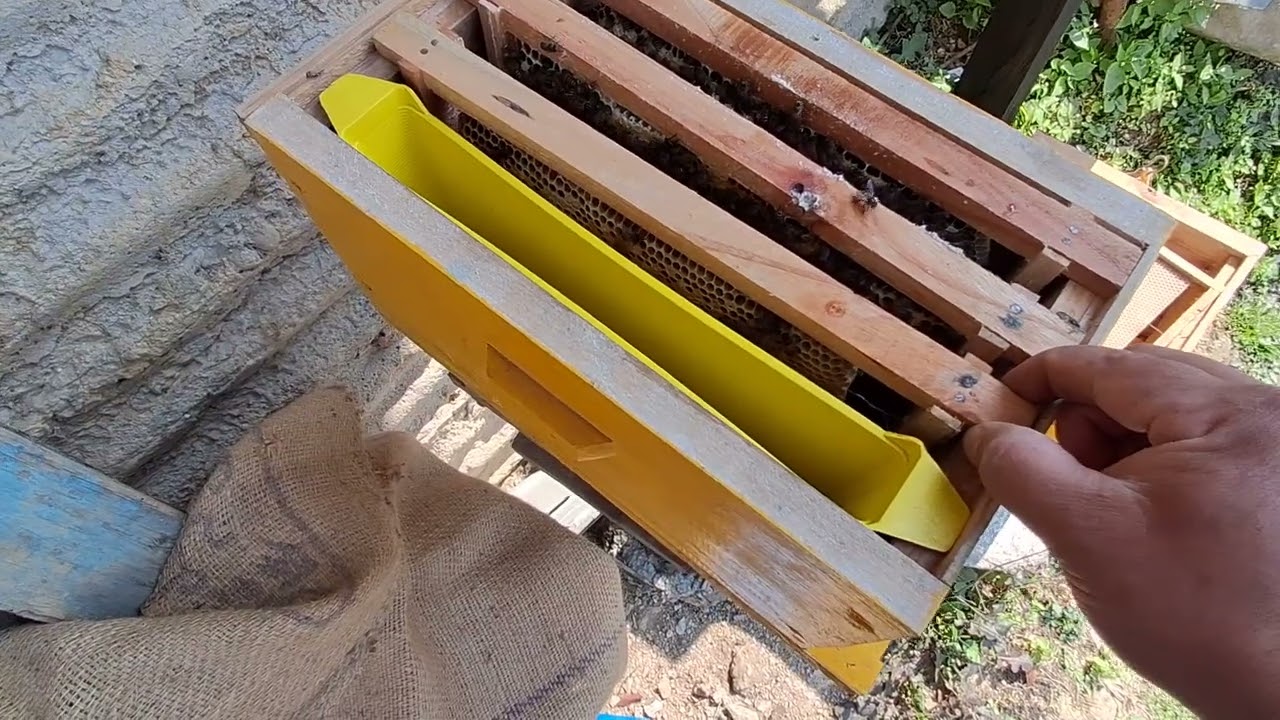 Good working my bee colony 