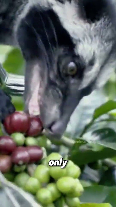 Kopi Luwak: Coffee Made by Civets