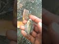 🥶अनोखी मछली हाथ लगी, मगर मछुआरे ने नहीं रखी 🐠! The fisherman caught a rare fish, but Ocean Sunfish🥶🥶