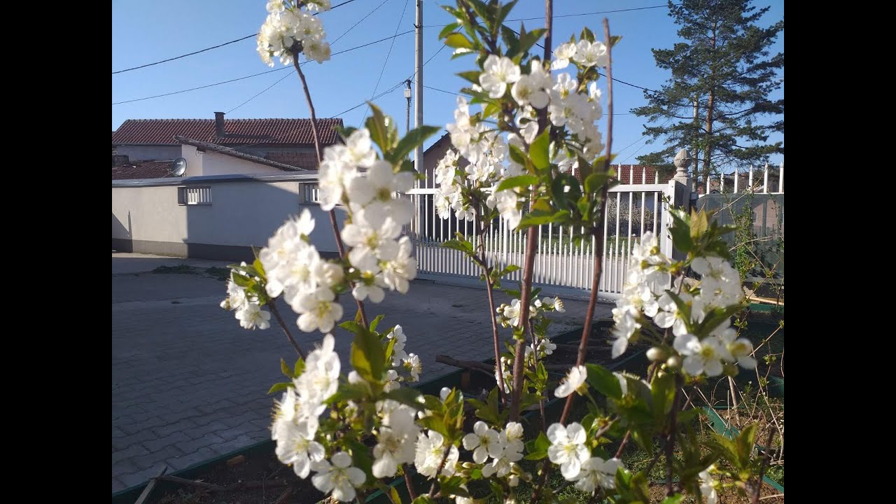 BAJRAM-NAMAZ - prijenos uživo