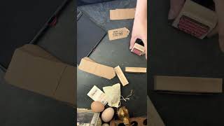Packing eating eggs