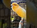 Animal Song Bird Sound Birds Animals Canary Funnyanimals Animal Song Bird Sound Birds Animals Canary Funnyanimals