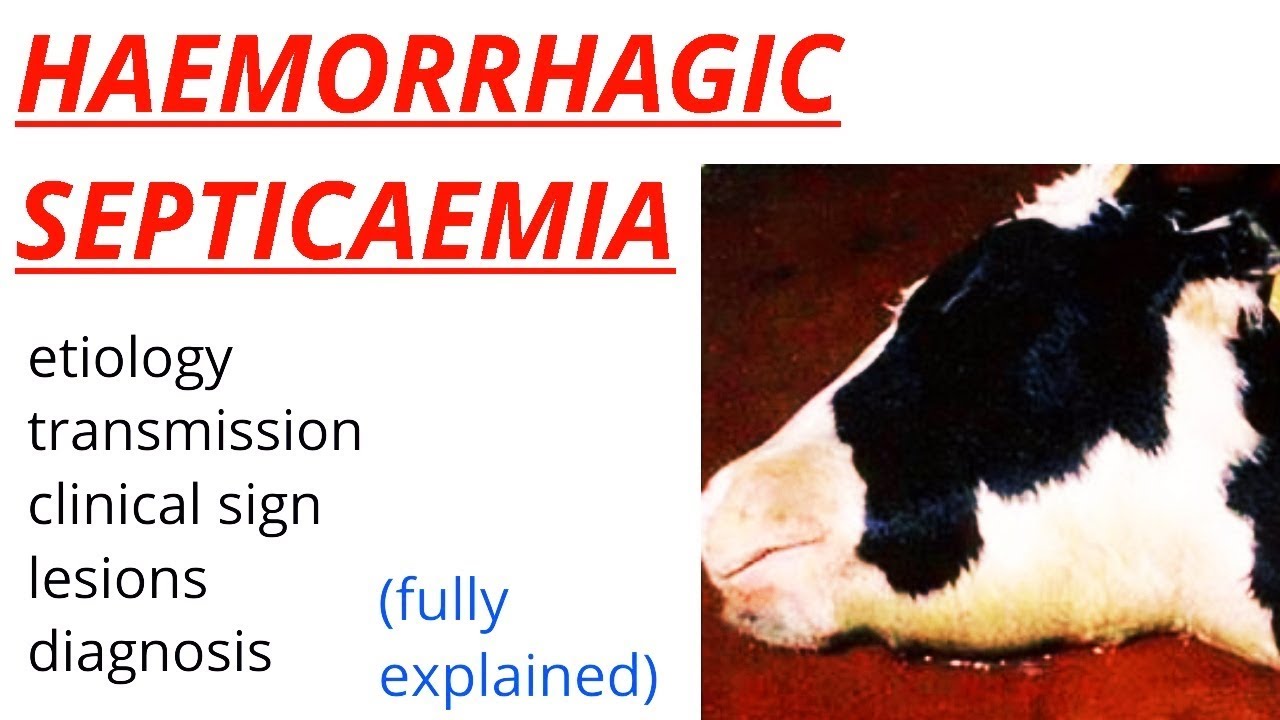 Haemorrhagic Septicaemia HS etiology transmission clinical sign