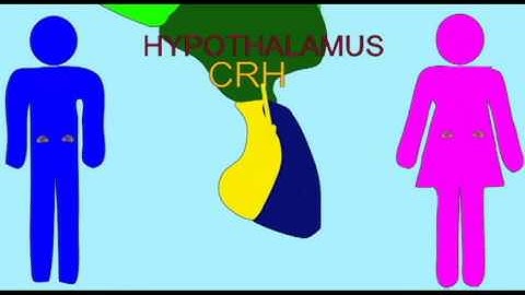 AP1: BRAIN: STRESS: HYPOTHALAMO-PITUITARY-ADRENAL AXIS