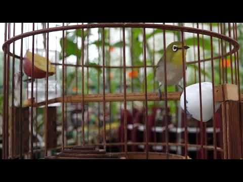 Video CHIM VÀNH KHUYÊN MÁI TƠ KÍCH TRỐNG BỔI SỔ BỌNG LÍU... - youtube