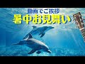 【暑中お見舞い（いるか＆くらげ）】LINEでご挨拶・動画で送る夏のグリーティングカード / ギターbgm/・癒し動画