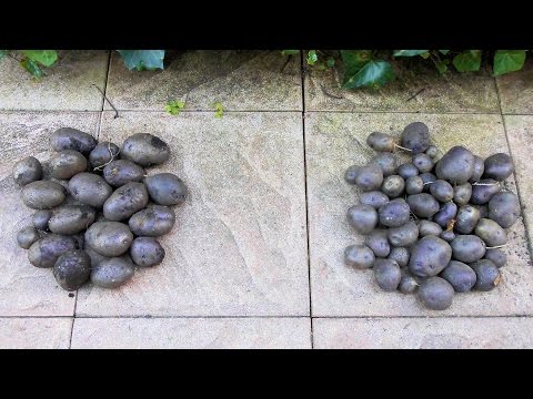 🥔Kleine oder große Pflanzkartoffeln?