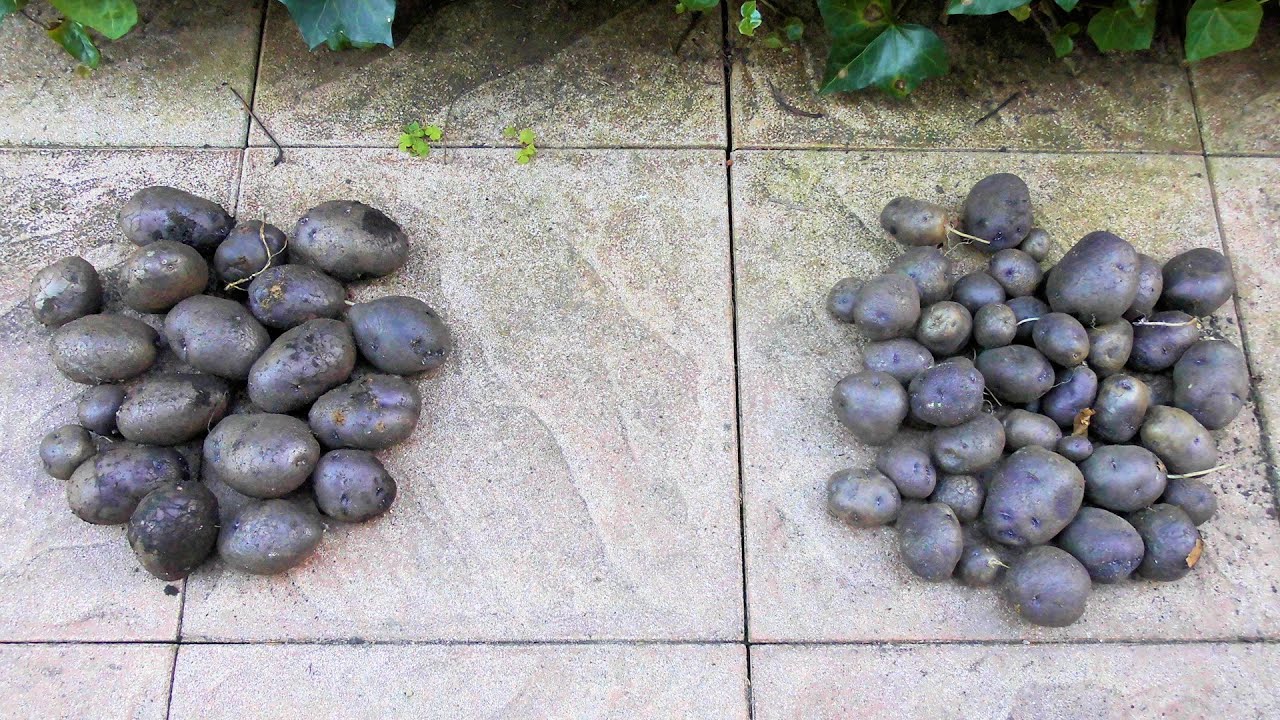 🥔Kleine oder große Pflanzkartoffeln?
