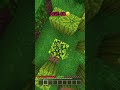 Bases at Avery Age in Minecraft? 🤔(wait Dubidubidu😂) #minecraft #shorts