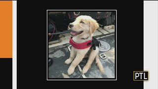 Ask Dr. Mike: Pets Summer Safety