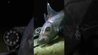 The Elusive Deep Sea Chimaera #shorts