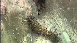 Caterpillars are active during spring