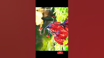 Spore spreading Mushrooms #shorts #spore #dispersal #mushrooms