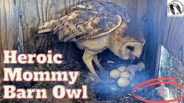 Dramatic Owl Rescue: Barn Owl Saves Baby from Tumbling out of Nest Box