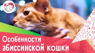 5 особенностей абиссинской кошки