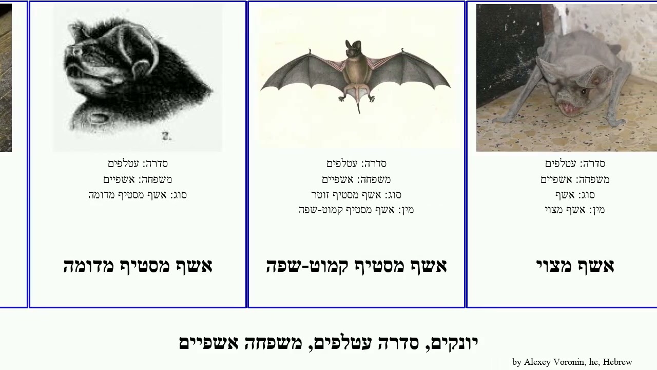 יונקים, סדרה עטלפים, משפחה אשפיים אשף mammal מסטיף מדומה מולוסוס עירום הזיפים פיטרס Chiroptera