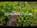 Stinkende gouwe  les 6