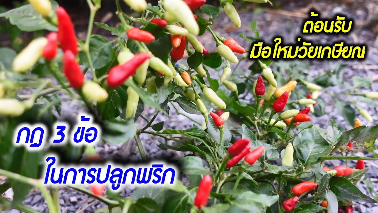 ต้อนรับมือใหม่วัยเกษียณ กฏ 3 ข้อในการปลูกพริก #สวนผักหลังบ้าน