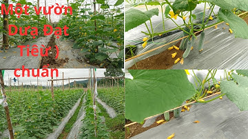 Dưa leo| dưa chuột +Cách Trồng Dưa Leo Nhiều Quả +DL 97