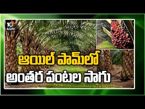 ఆయిల్ పామ్ లో అంతర పంటల సాగు | Huge Profits With Intercropping In Oil Palm | Matti Manishi | 10TV