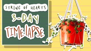 String of Hearts -time lapse vining down