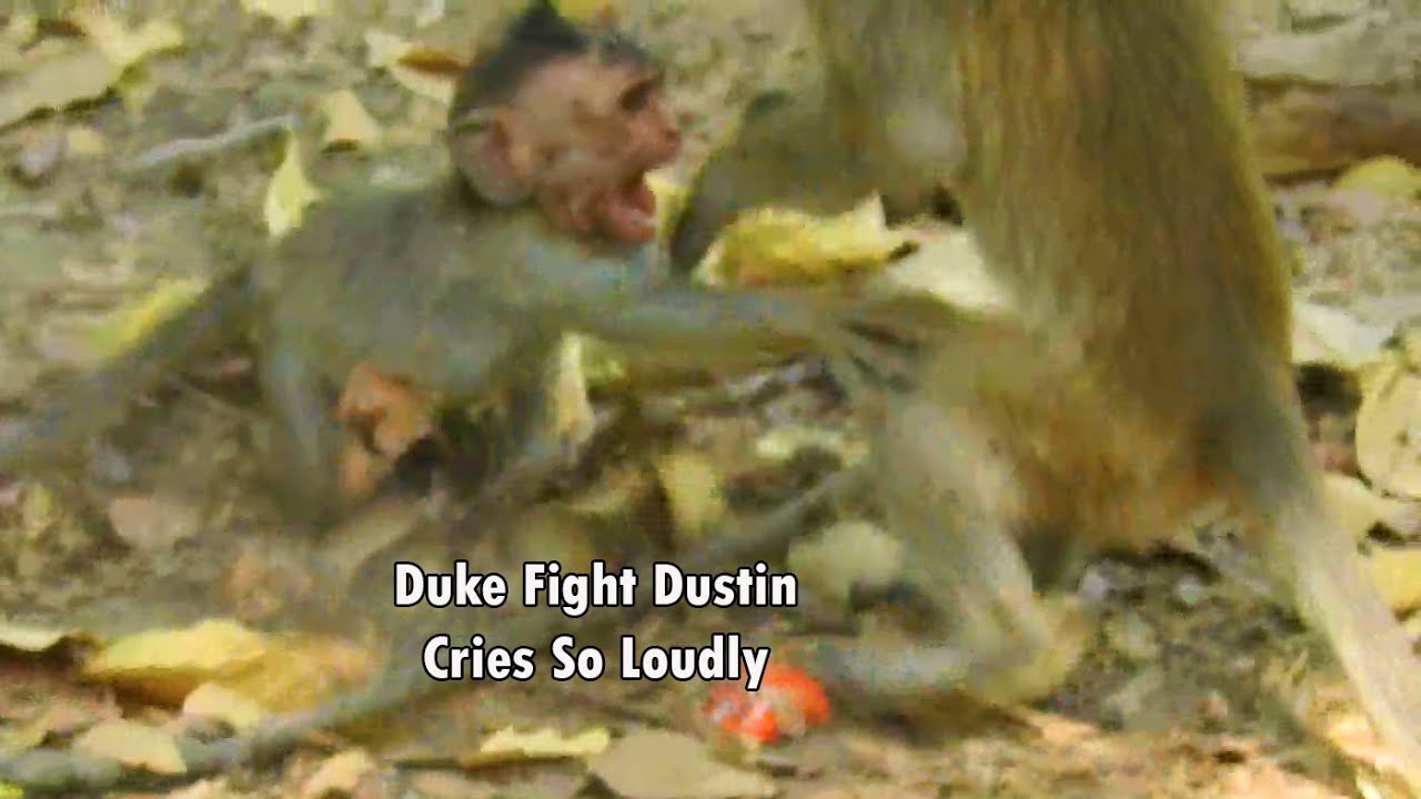 Orphan Dustin Cry Tantrums! Break Heart Duke Fight With Orphan Dustin | Dustin So Hurt Crying Loudly