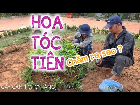 Video 89. Cây hoa Tóc tiên - Hướng dẫn trồng và chăm sóc -... - youtube