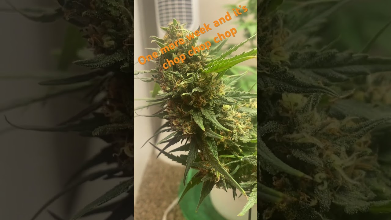 Hindu Kush. Original landrace. By amnesia 