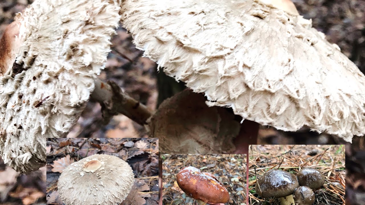@ Це просто Фантастика .. Ліс не перестає Щедро одарювати нас Грибами ! Кінець листопада Дивує….