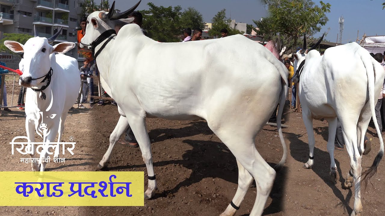 Khillar Maharashtrachi Shaan | काजळी खिल्लार गाई गट । कराड प्रदर्शन । २०२०