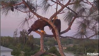 SWFL Eagles ~ The Sweetest Thing Ever! E23 Just Wants To Be Close To Dad! See What M15 Does 3.30.24