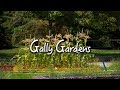 Internship Series: Gally Gardens